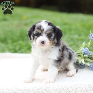 Meadow, Cavapoo Puppy